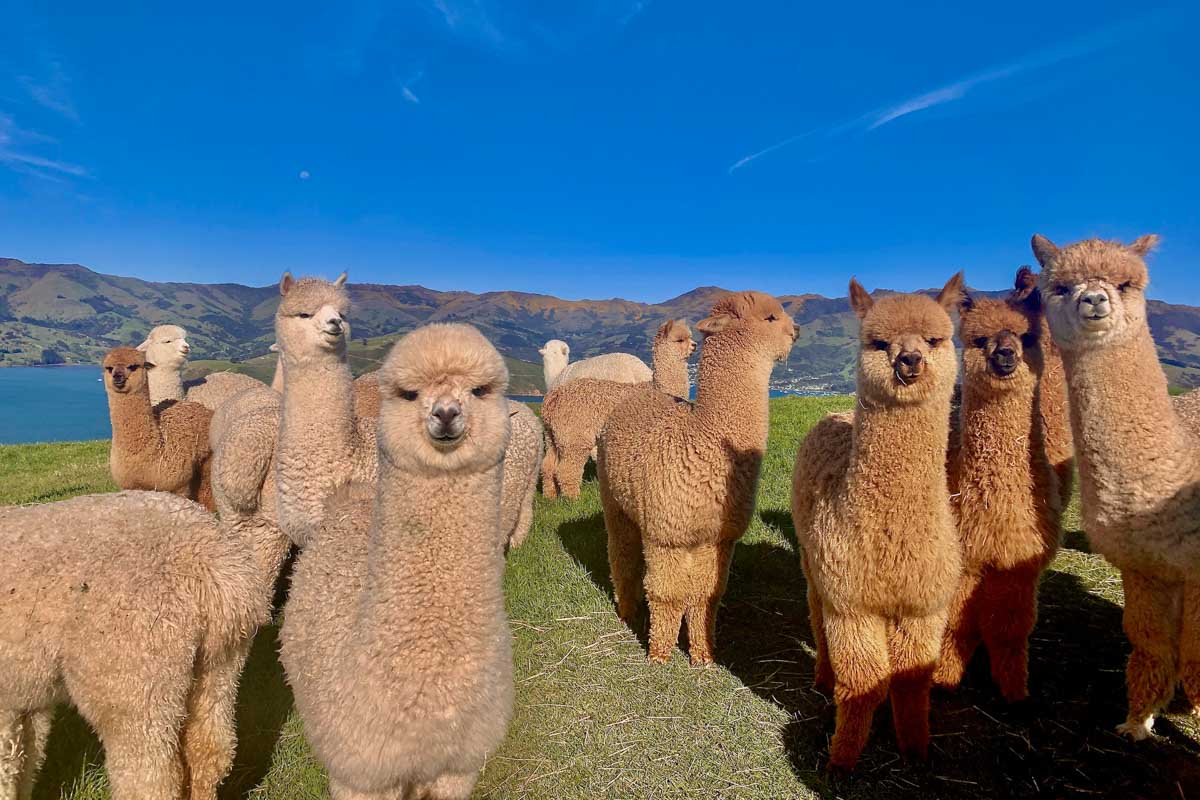 Shamarra Alpacas Farm in New Zealand