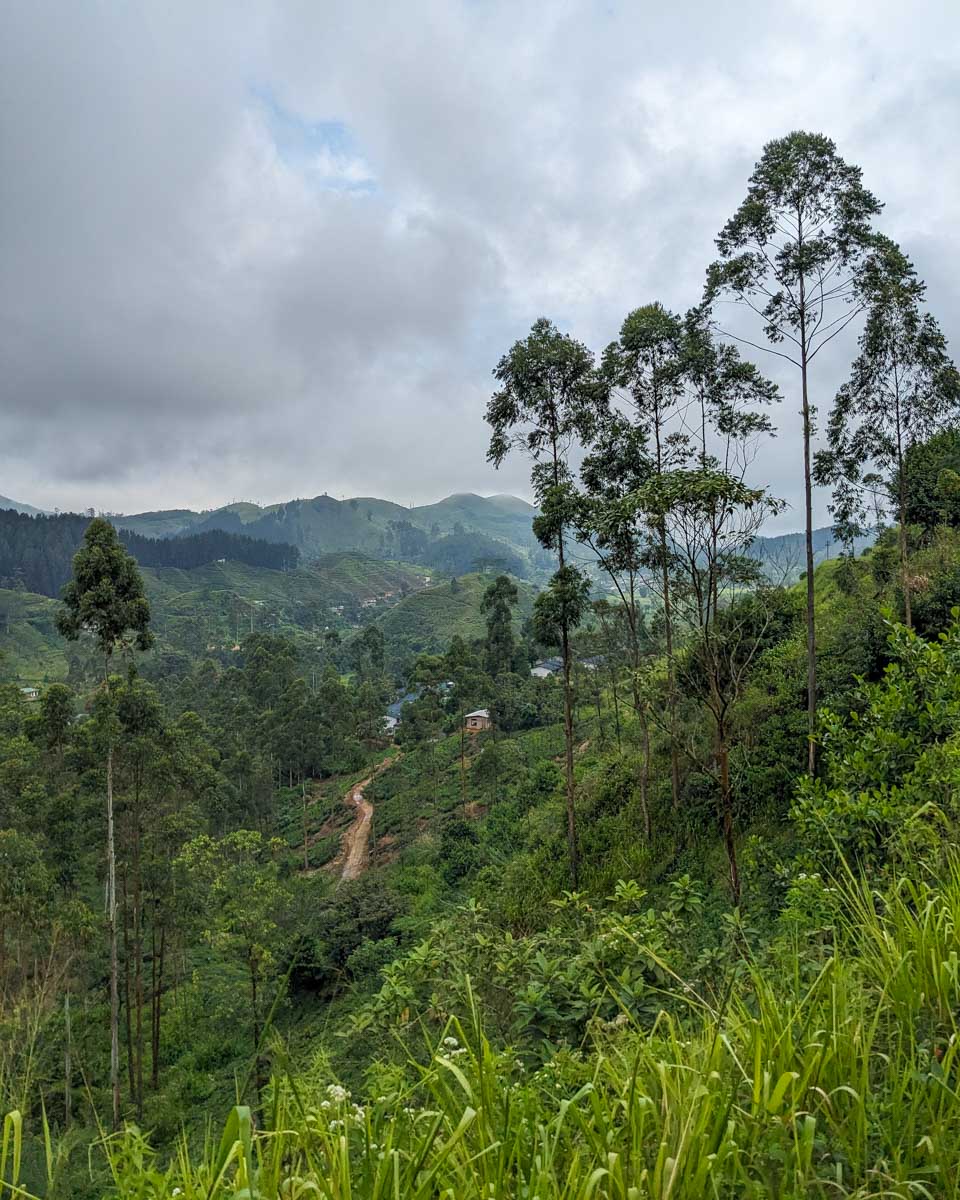 The view of the mountains from the train on the way to Ella Sri Lanka