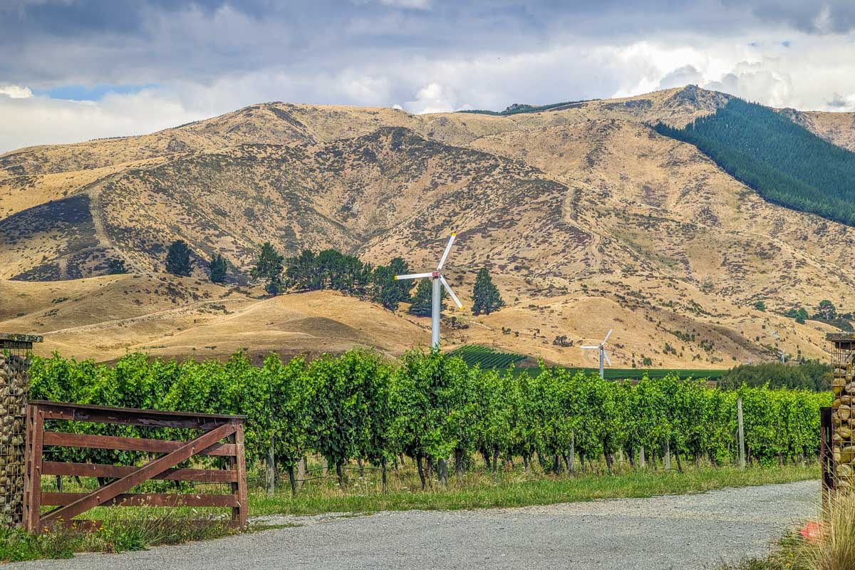 Vines of grapes in the Waipara Valley on a wine tour from Christchurch