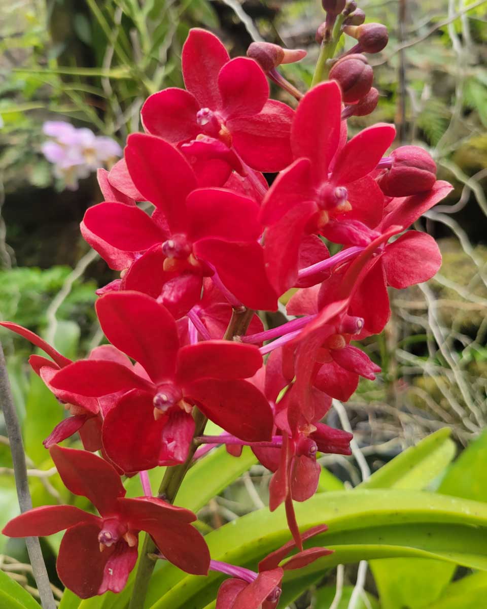 A bright red flower at the garden of the sleeping giant fiji