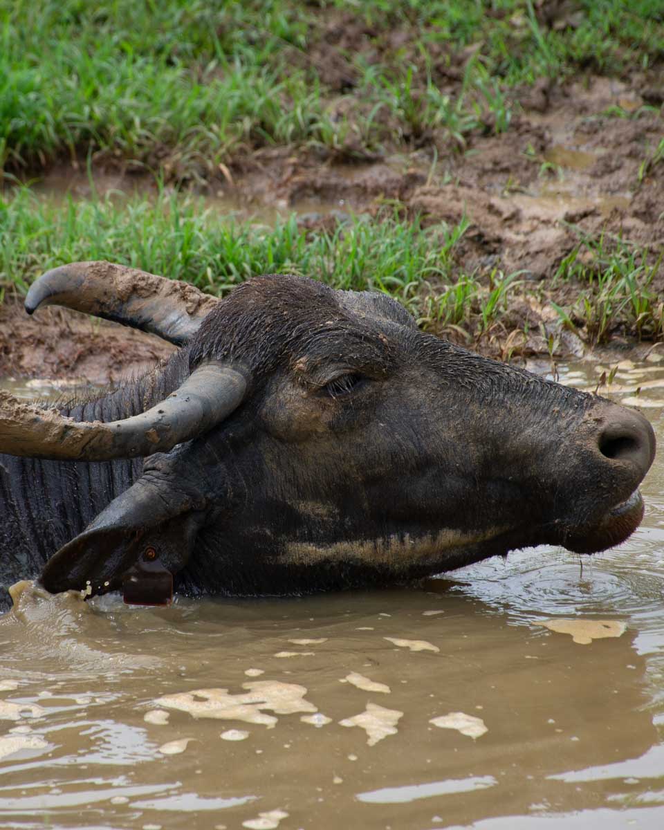 A buffalo inside Udawalawe National Park, Sri Lanka