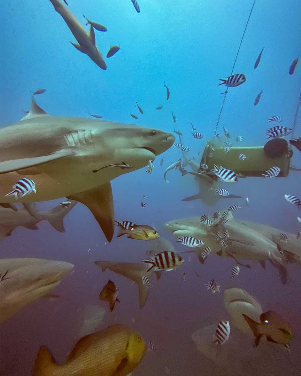 A bull shark swims overhead during a shark dive fiji