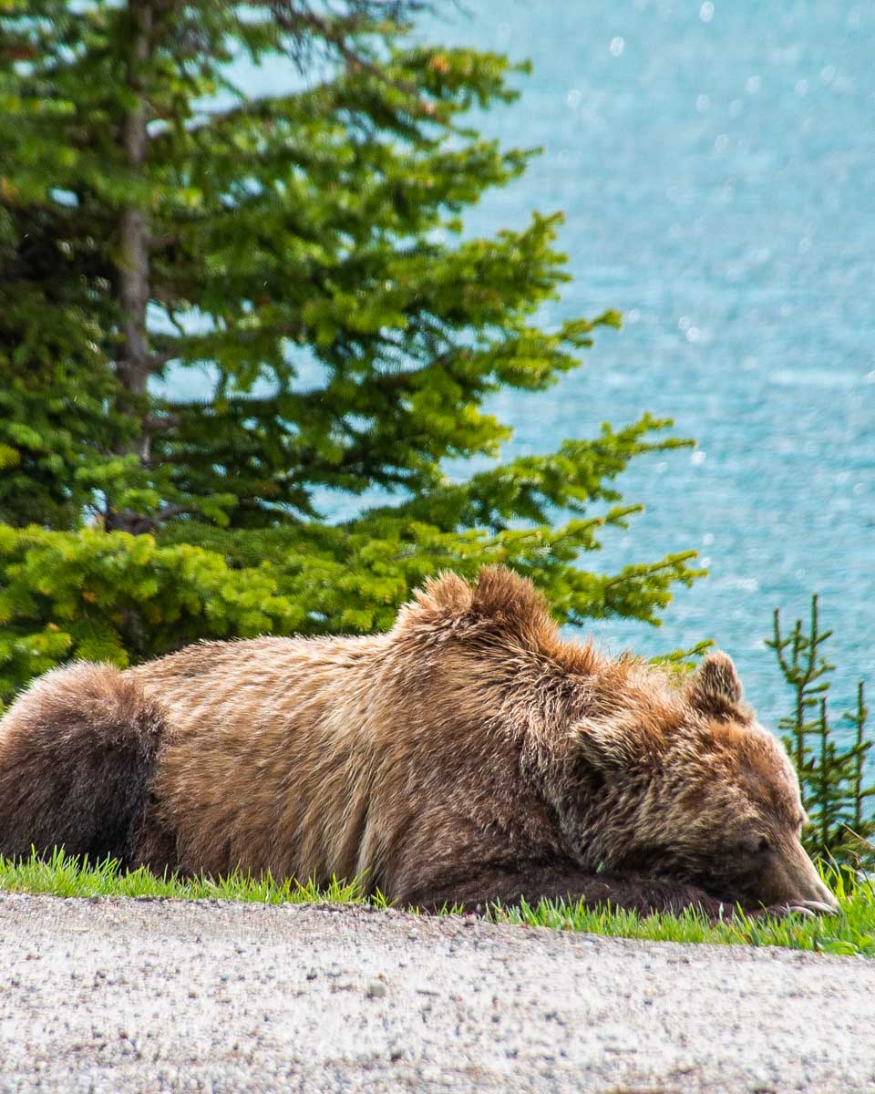 A grizzly Bear at Bow Lake Viewpoint on the Icefields Parkway