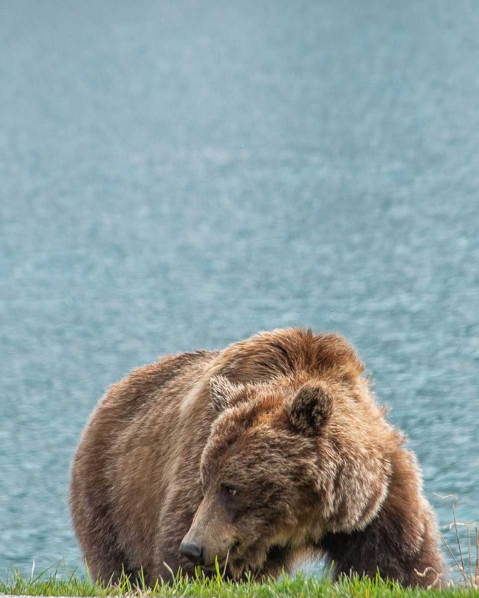A grizzly bear eats grass on the Icefields Parkway