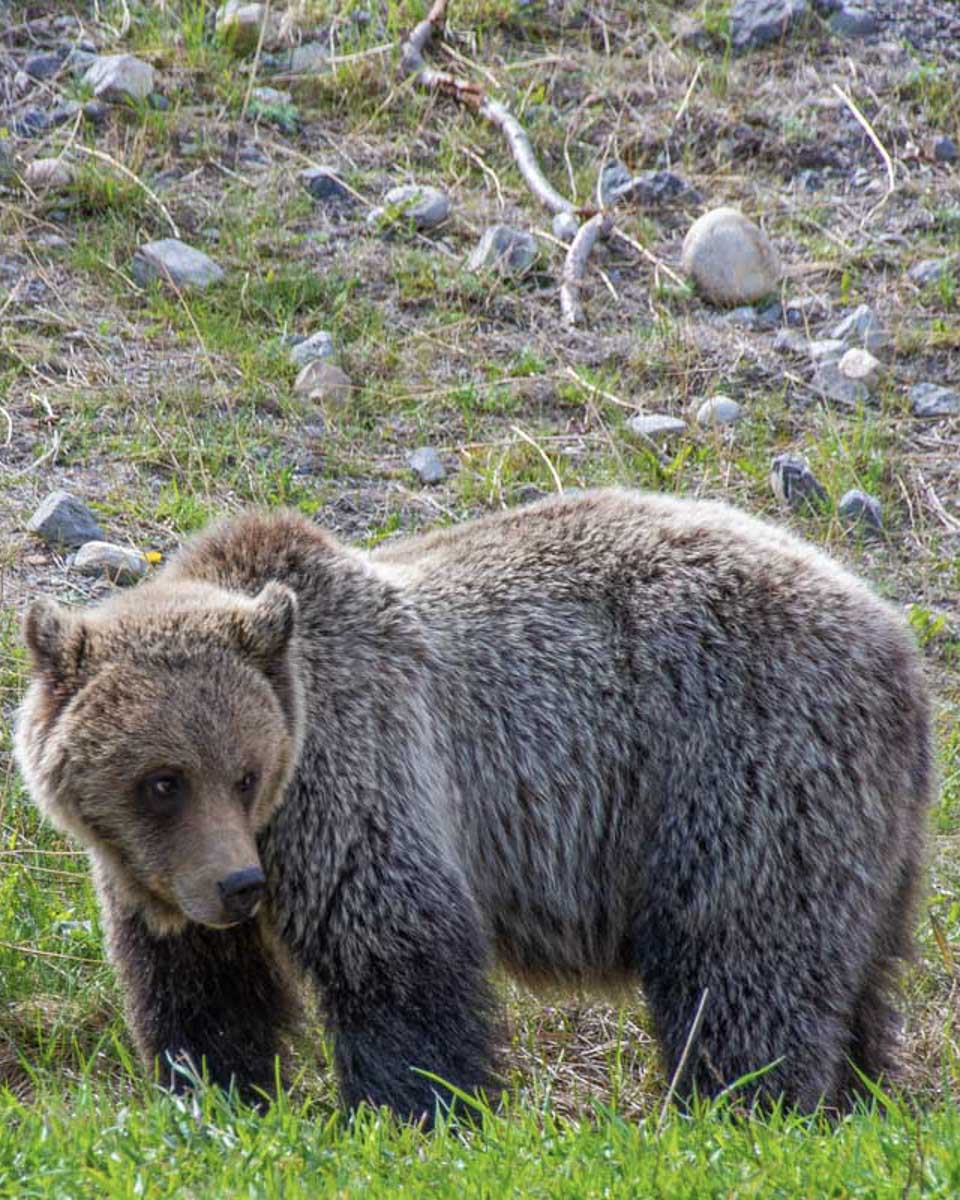 A grizzly beear on the side of the road in Jasper National Park