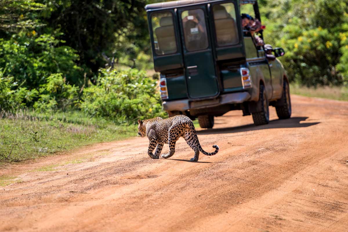 A leopard walks past a jeep in Yala National Park