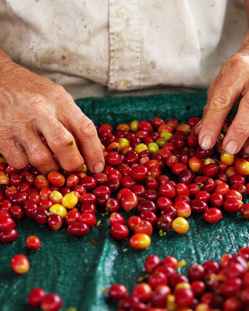 A man sorts coffee beans in Medellin Coffee farm