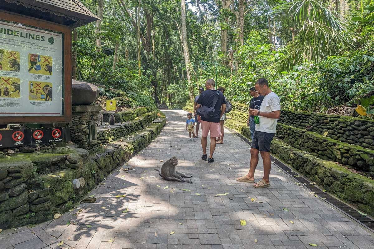 A man takes a picture of a monkey on thee ground at Ubud Monkey Forest Bali