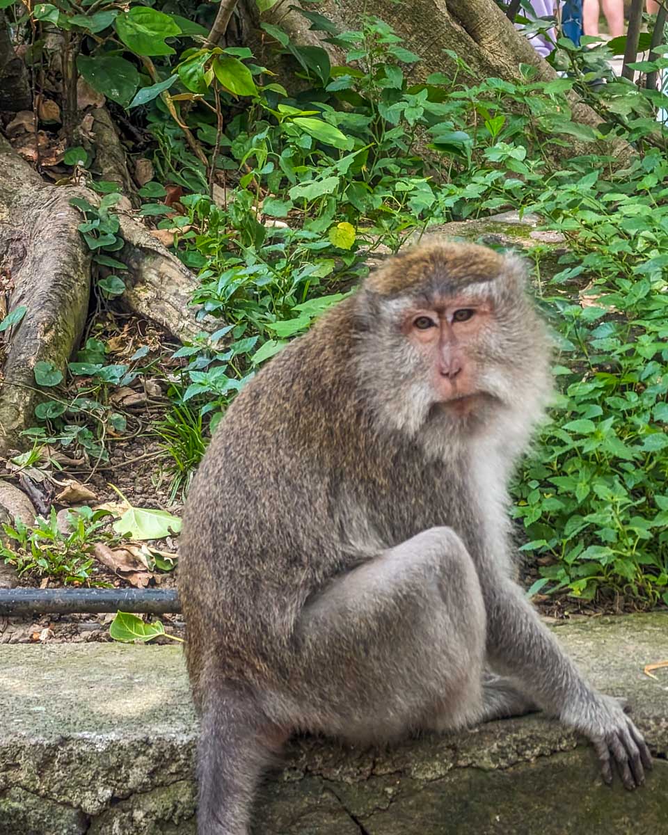 A monkey at the Sacred Monkey Forest Sanctuary