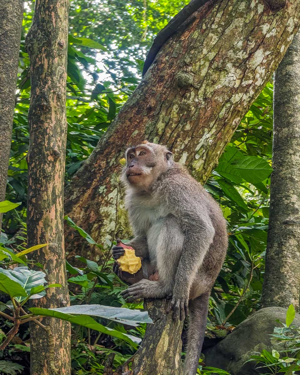 A monkey eats food at Monkey Forest Ubud, Bali