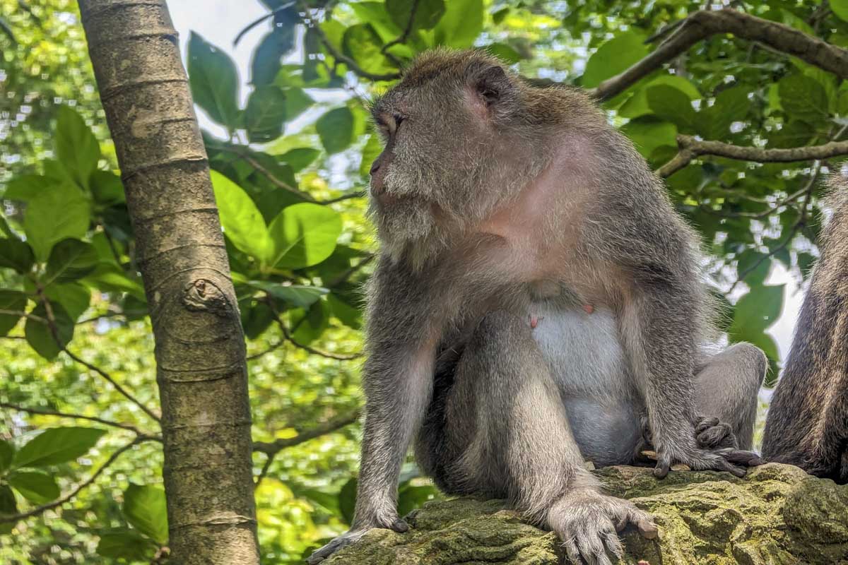 A monkey sitting in a tree in ubud monkey forest bali