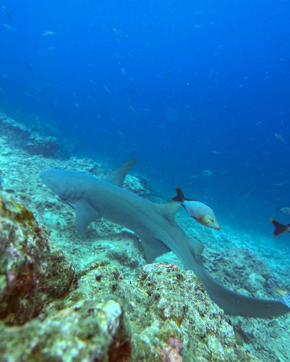 A reef shark during a shark dive fiji