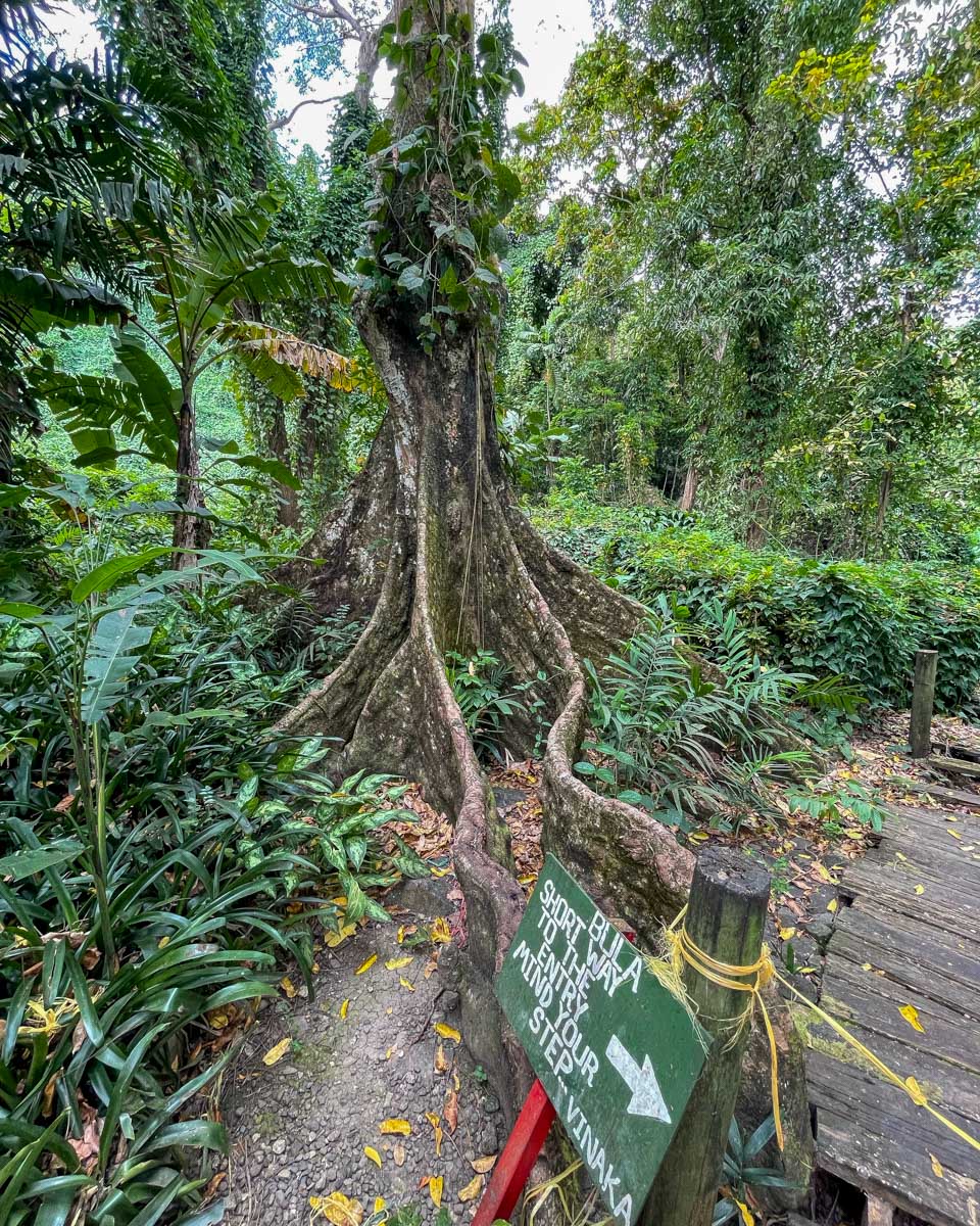 A tree in the jungle with a sign that says watch your step at the garden of the sleeping giant fiji