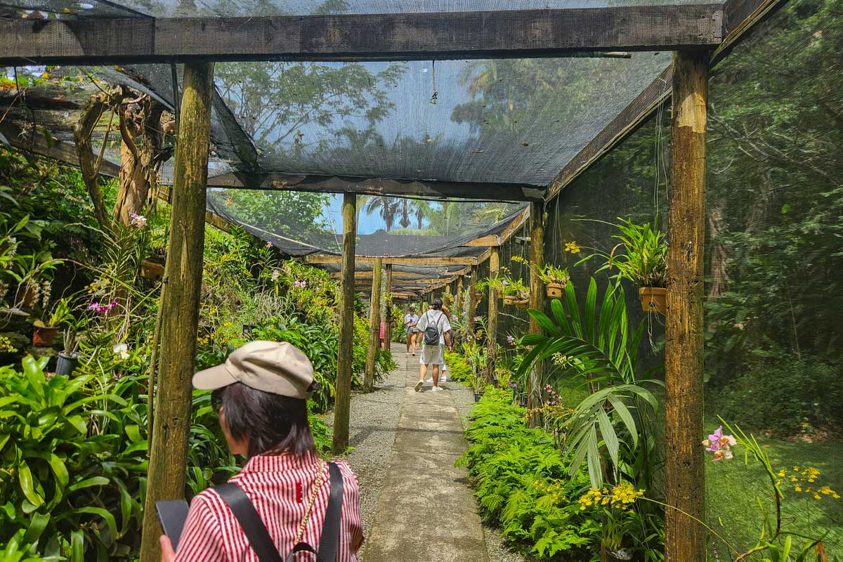A walkway surrounded by plants and a woman enjoying them at the garden of the sleeping giant fiji