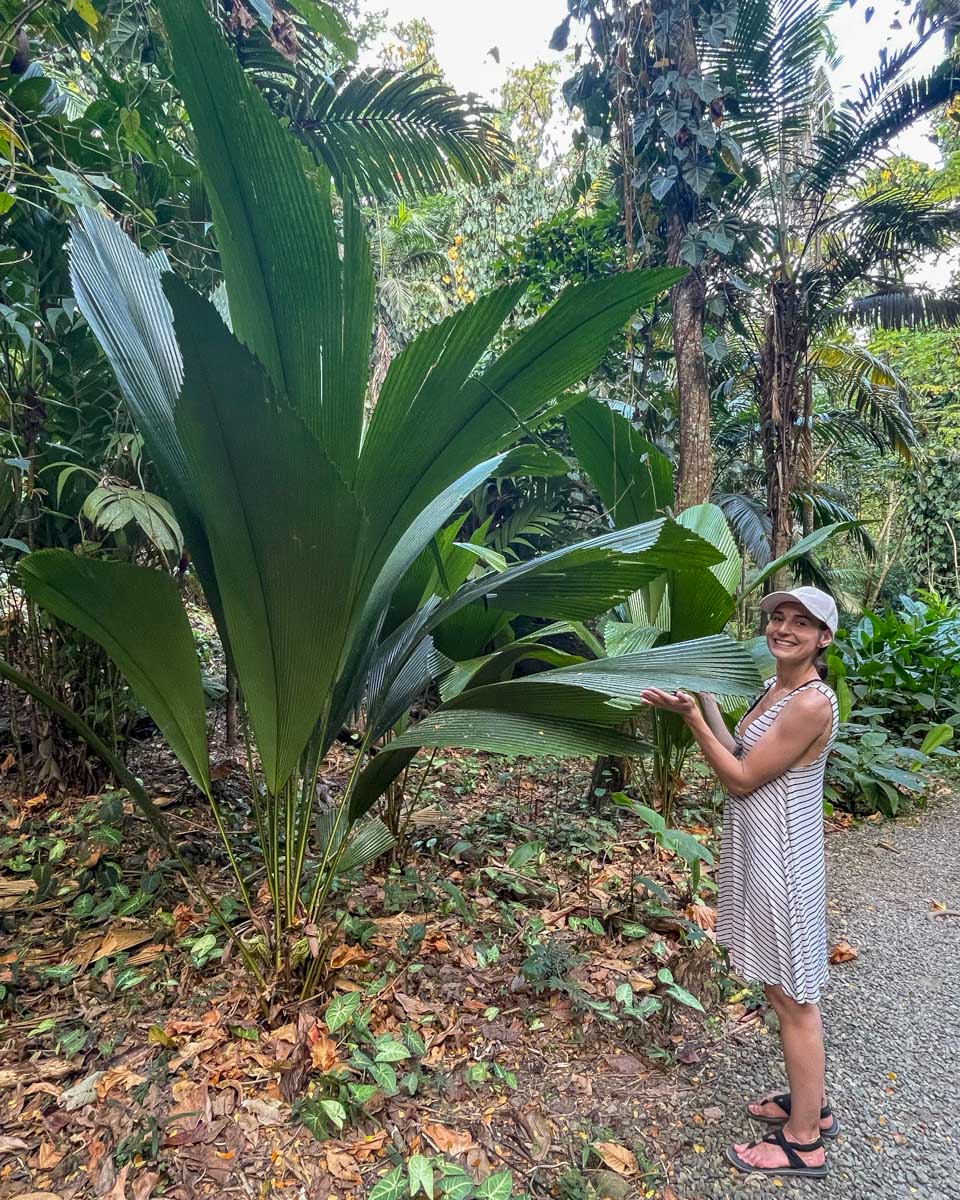 A woman stands by a large plant smiling at the garden of the sleeping giant fiji