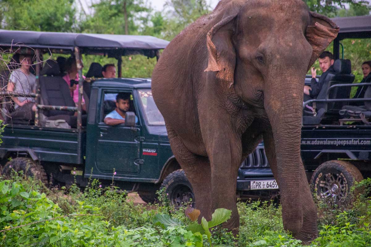 An elephant walks away from safari jeeps in Udawalawe National Park, Sri Lanka