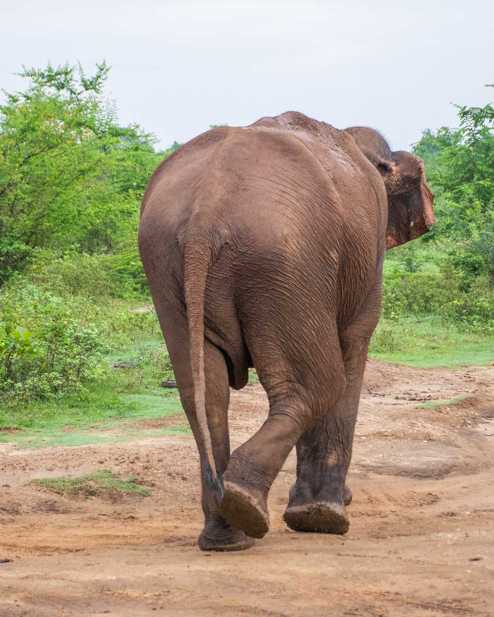 An elephant walks away from us in Udawalawe National Park, Sri Lanka'