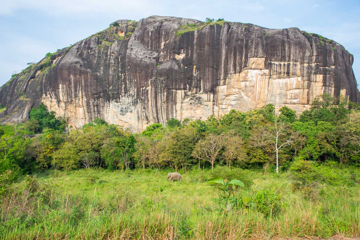 An elephant walks through a feild in Maduru Oya National Park in Sri Lanka