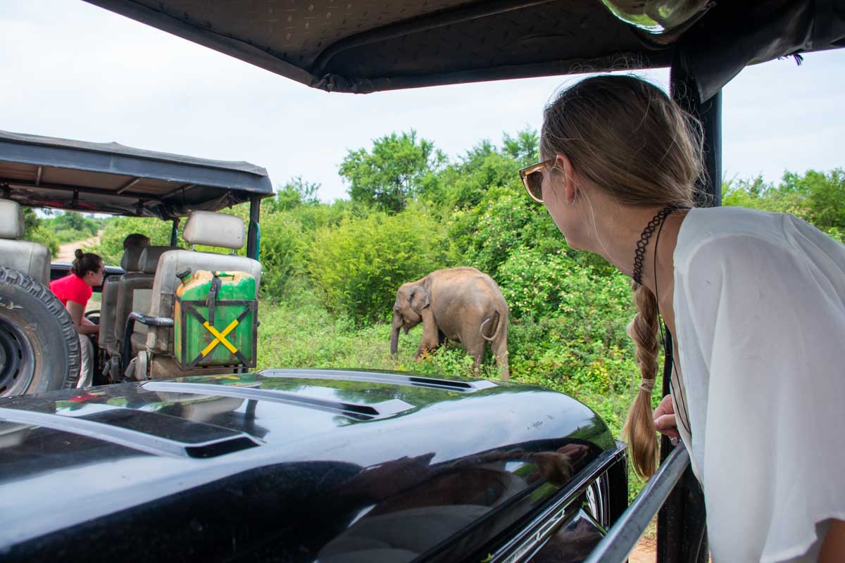 Bailey look out of our jeep inside Kaudulla National Park