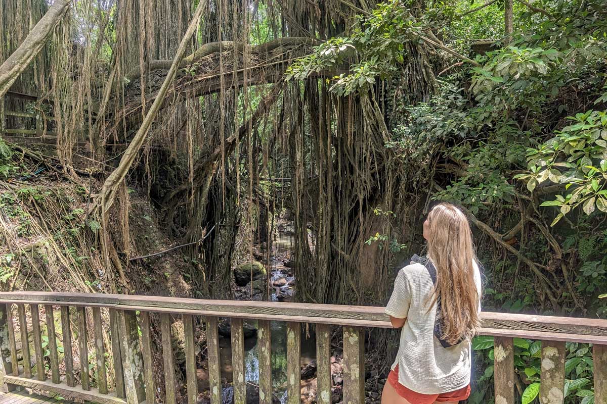 Bailey looks at a tree at Ubud Monkey Forest Bali