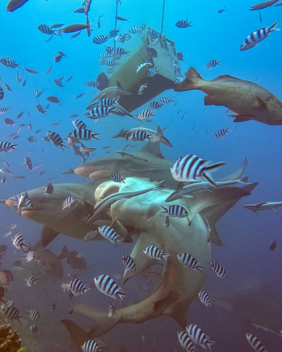 Bull shark eating a fish during a shark dive fiji