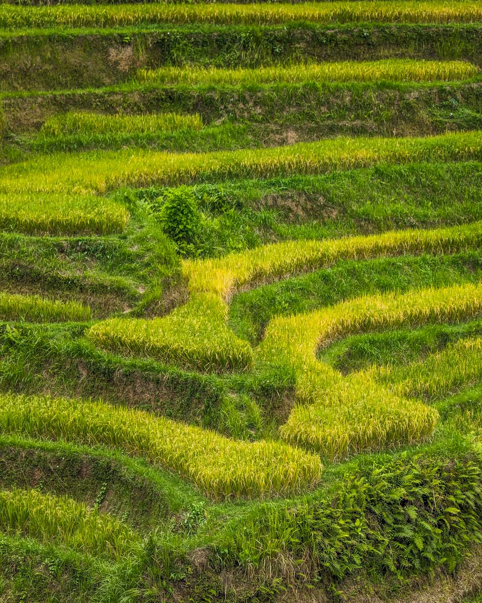 Close up of the Ceking Rice Terrace in Bali