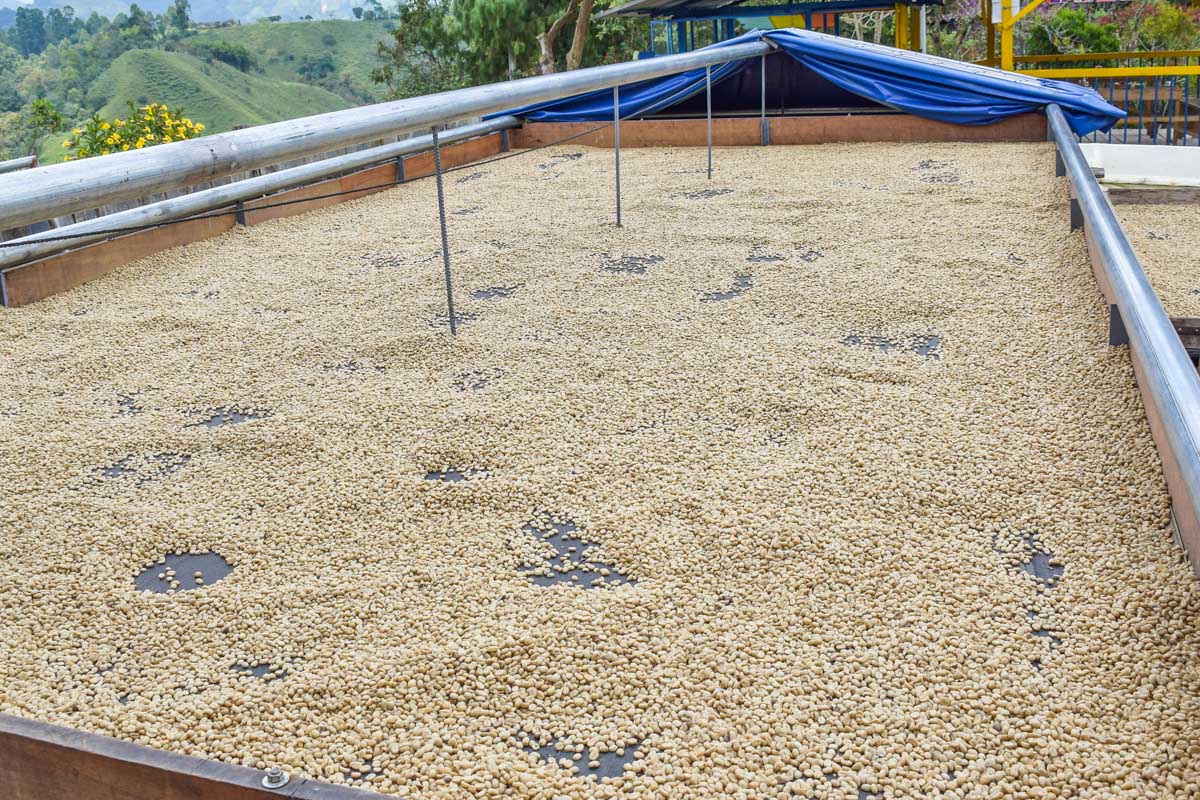 Coffee beans dry in Colombia