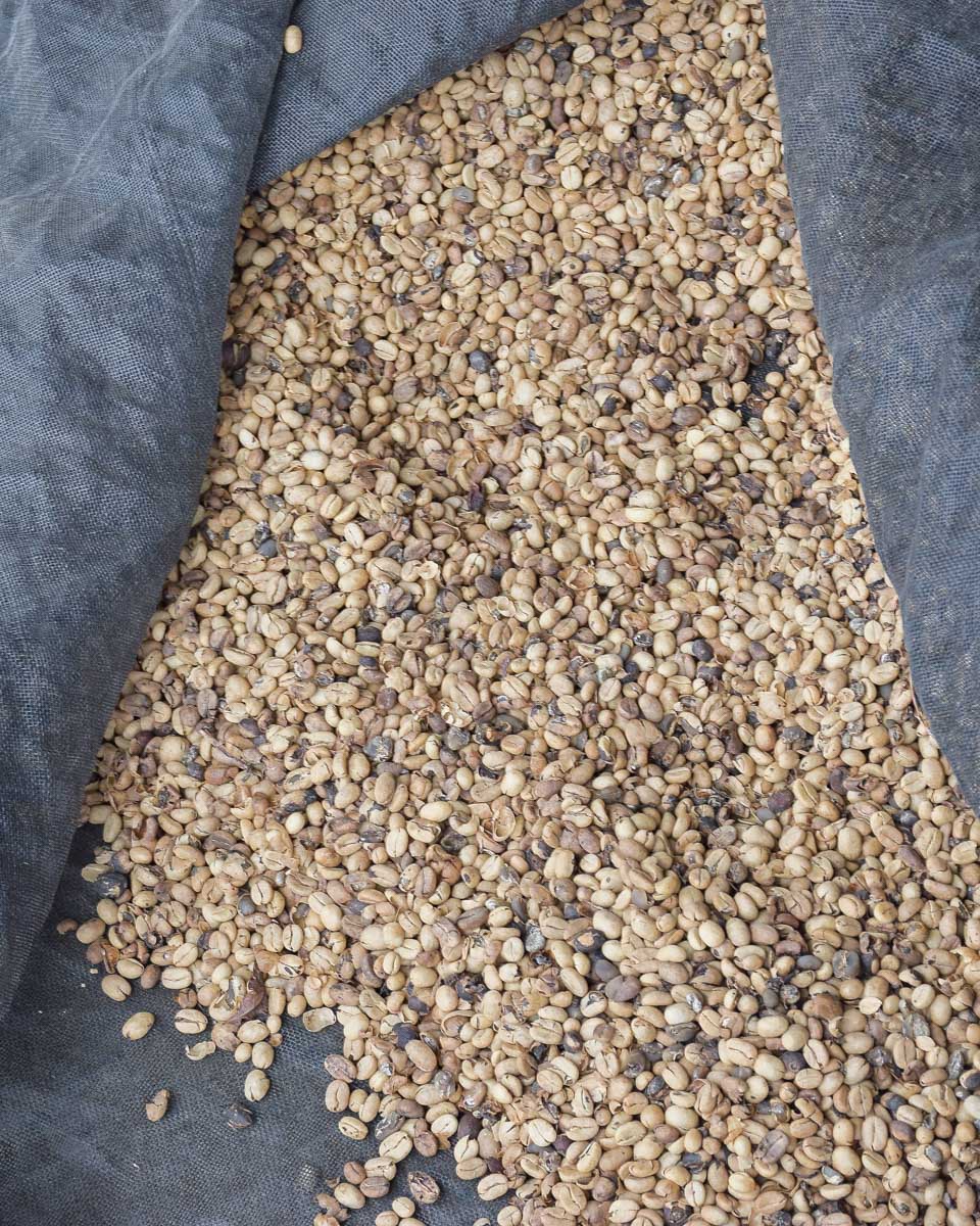 Coffee beans dry in Medellin, Colombia