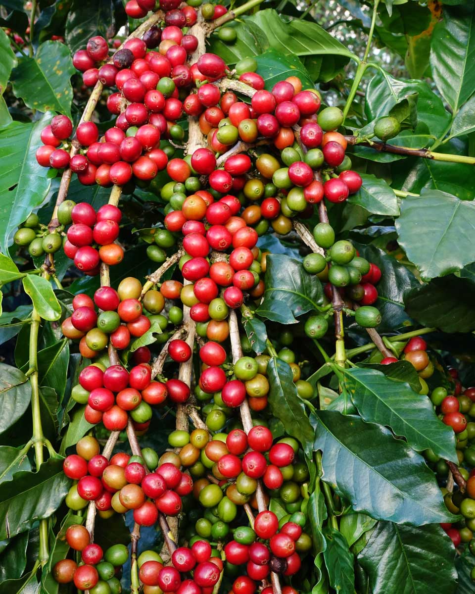 Coffee beans on the plant in Medellin