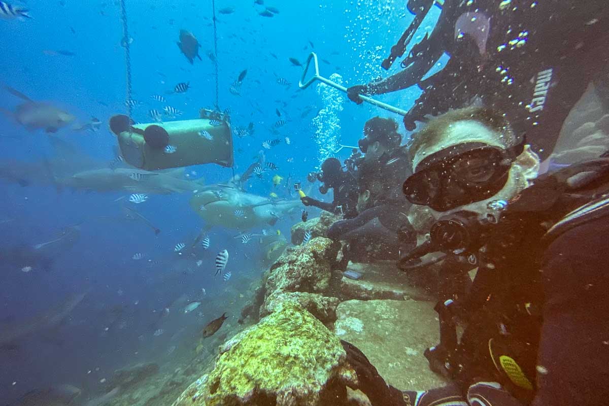 Daniel watches as sharks come to eat chum during a shark dive fiji