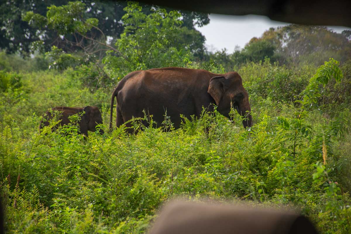 Elephants as seen from a safari in Sri Lanka