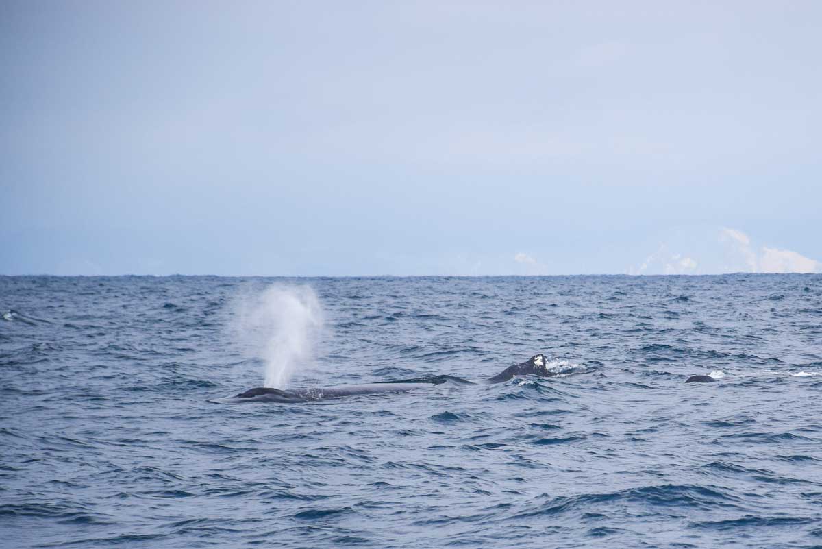 Humpback whale blows from its hole on a whale watching tour Perth