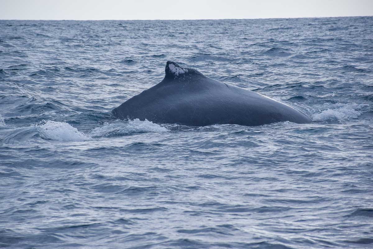 Humpback whale in Perth