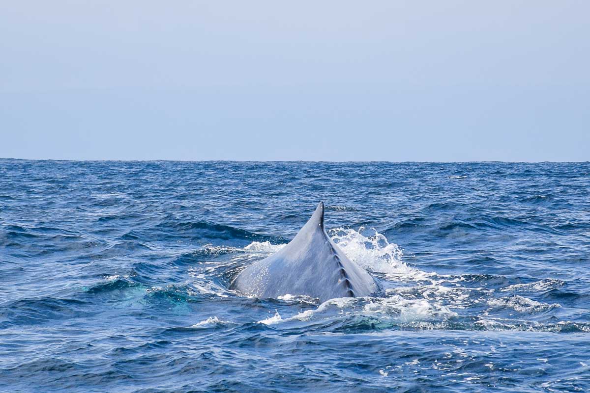 Humpback whale spine shows as it swims through the water of Perth
