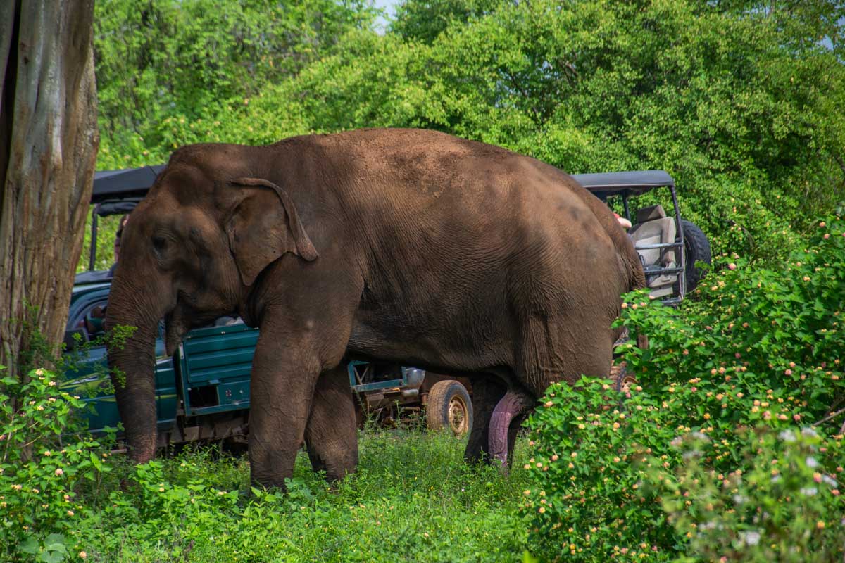 Jeeps get close to an elephant inside Udawalawe National Park, Sri Lanka