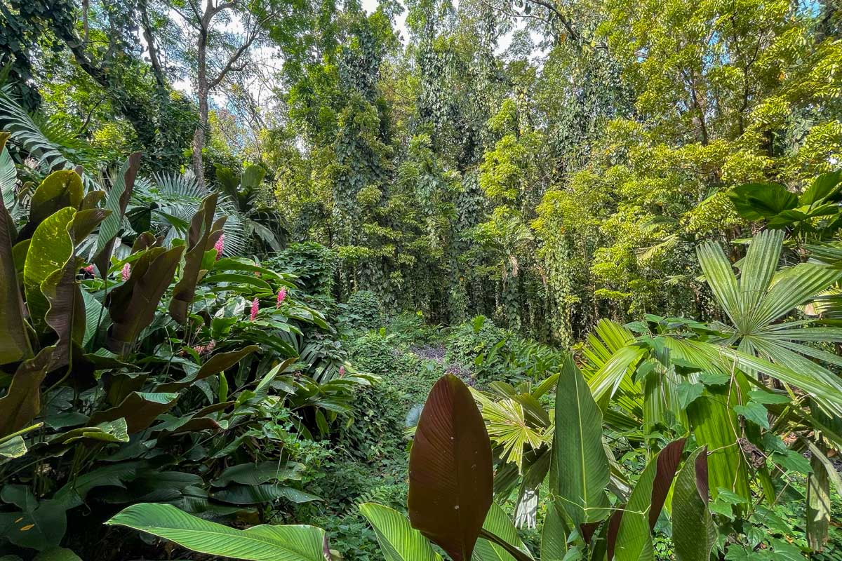 Large plants in the jungle at the garden of the sleeping giant fiji
