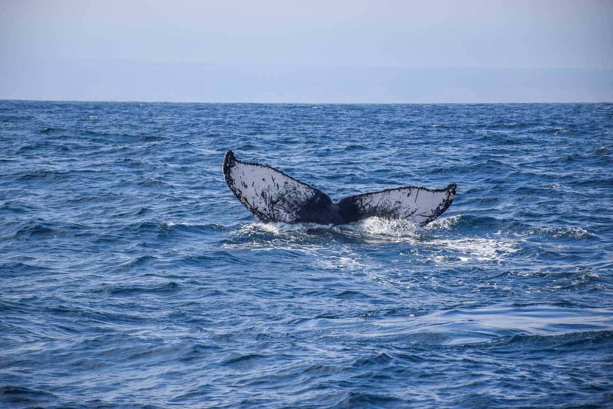 Perth whale tail in ocean