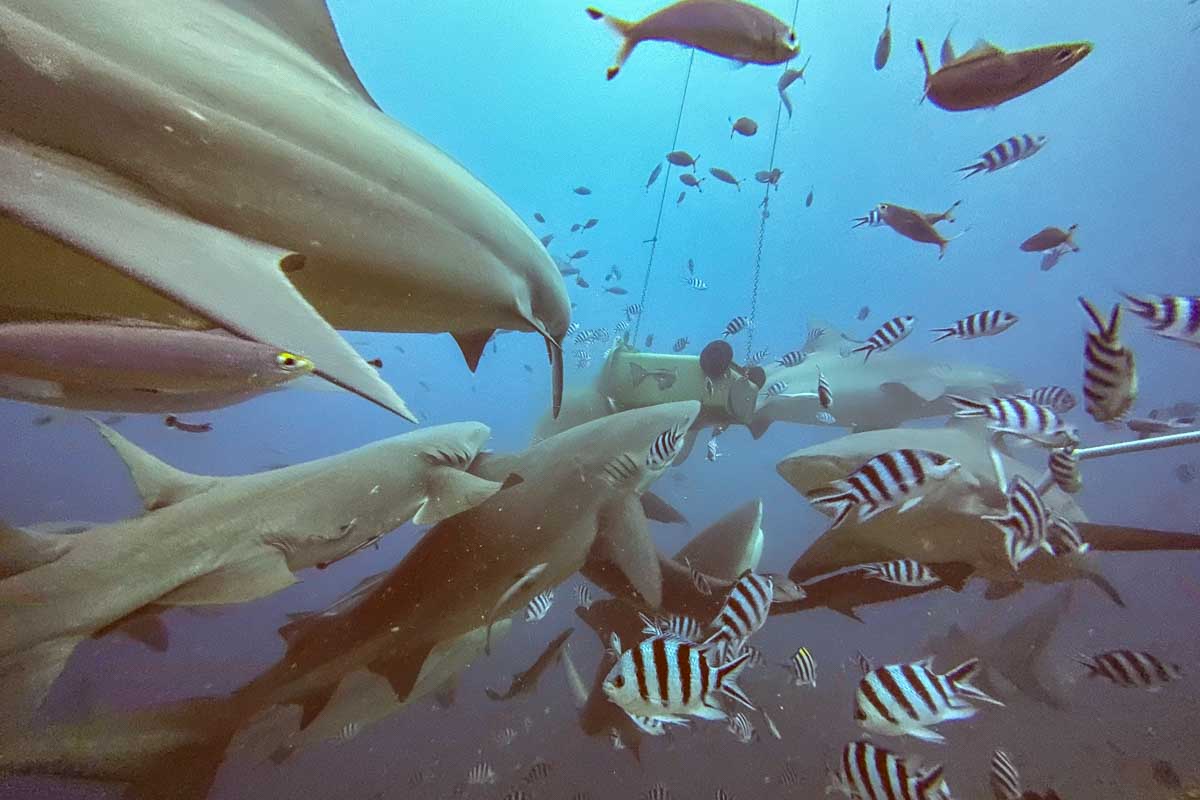 Sharks eating chum during a shark dive fiji