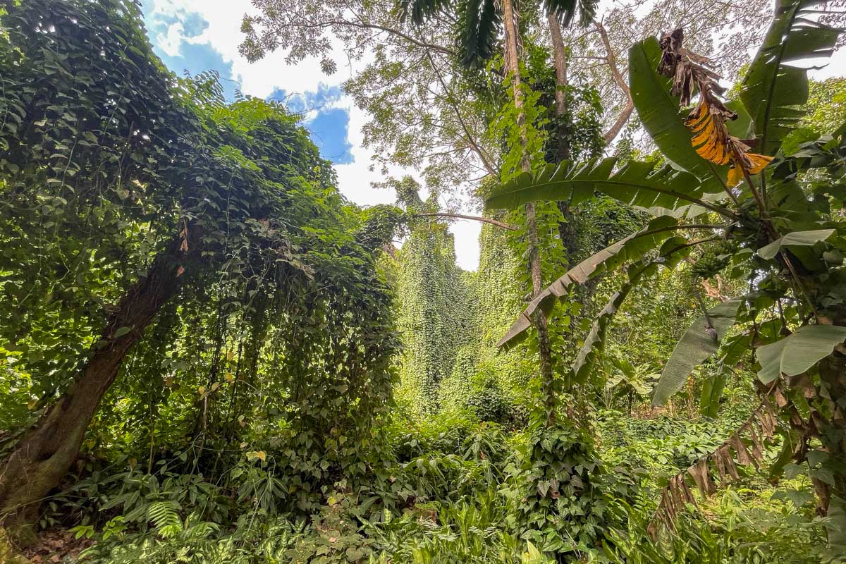 Tons of vines growing off of trees in the jungle at the garden of the sleeping giant fiji