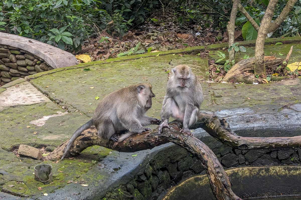 Two monkeys on a branch at Ubud Monkey Forest Bali