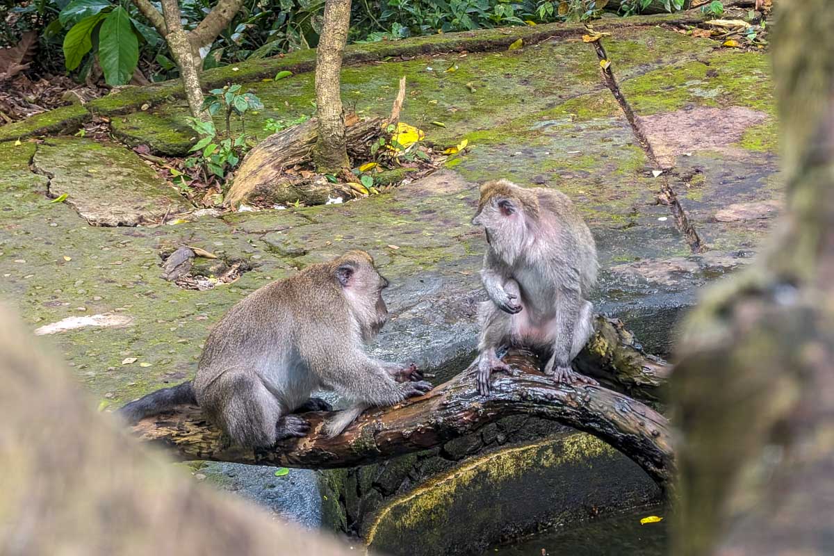 Two monkeys sitting on a branch in Ubud monkey foreest bali