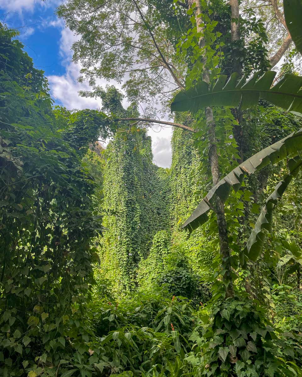 Vines growing off of trees in the jungle at the garden of the sleeping giant fiji
