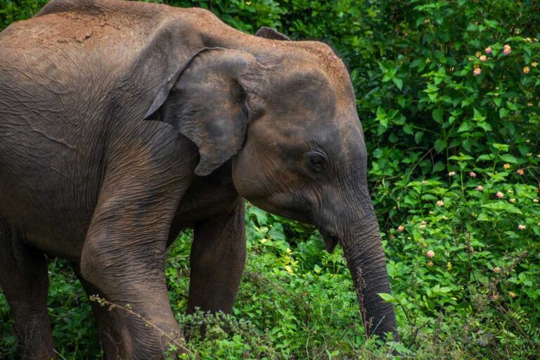large elephant inside Kaudulla National Park