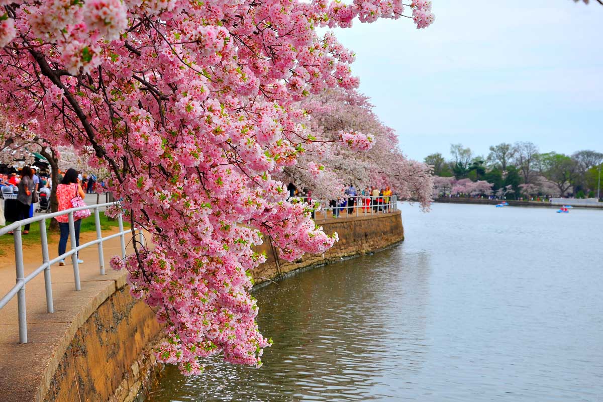 Cherry Blossoms in Washington DC