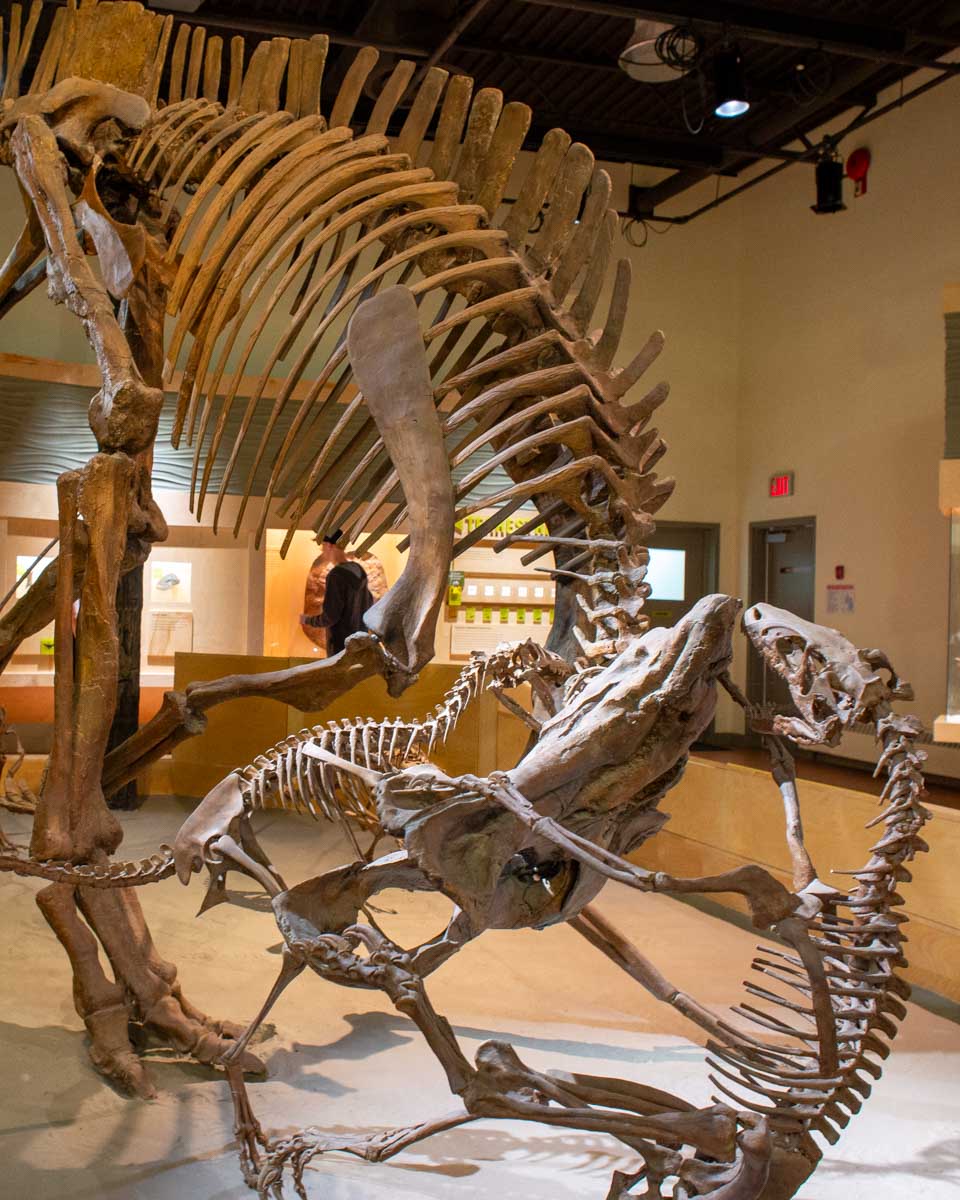 Dinosaur fossil at the Royal Tyrrell Museum in Drumheller