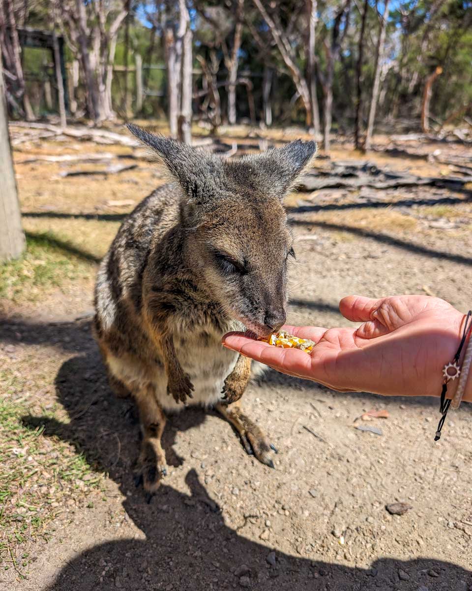 Feeding a wallaby at the moonlit sanctuary on phillip island during a go west tour near melbourne australia