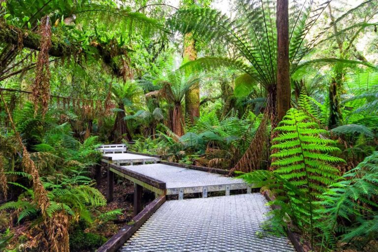 Great Otway National Park boardwalk in Australia