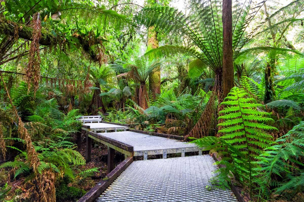 Great Otway National Park boardwalk in Australia