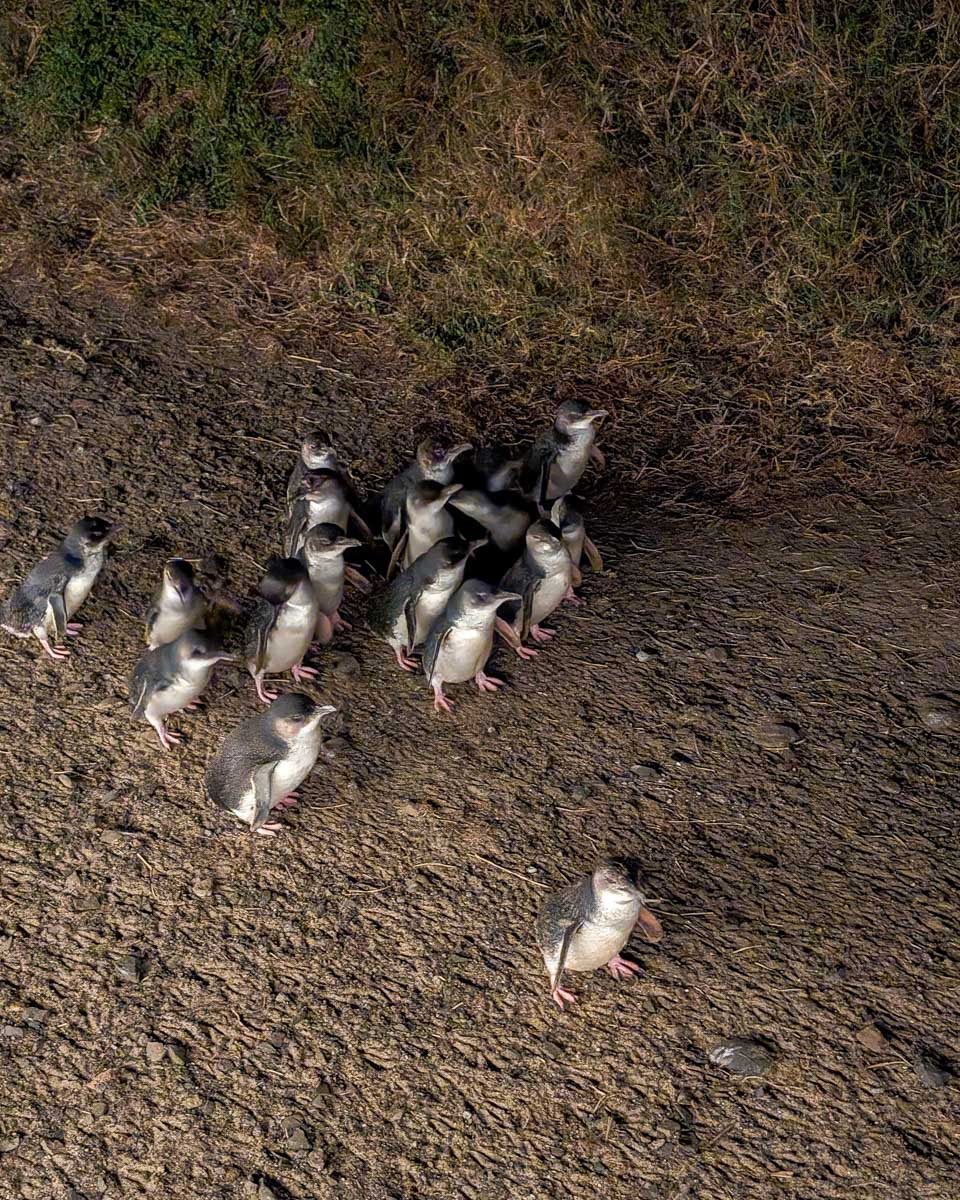 Penguins walk down a path on phillip Island during a go west penguin tour near melbourne australia