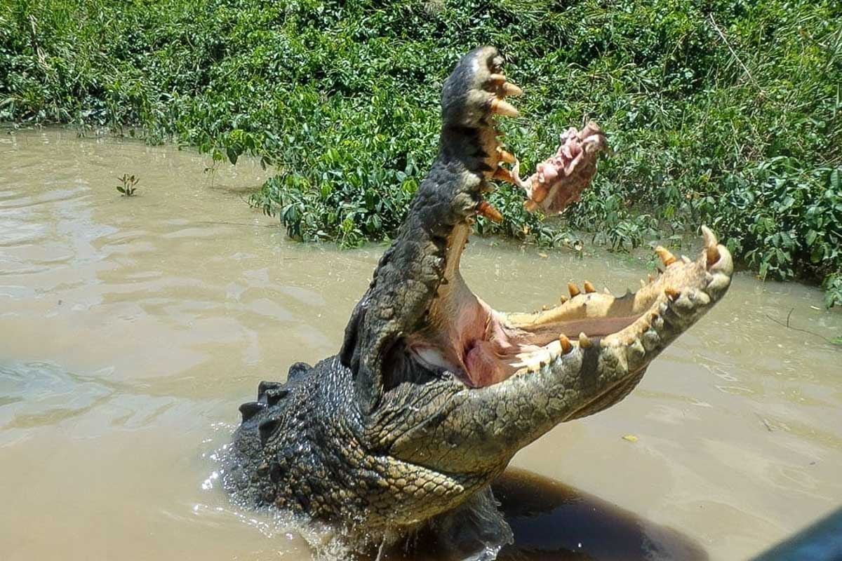 A crocodile jumps out of the water to eat a piece of meat